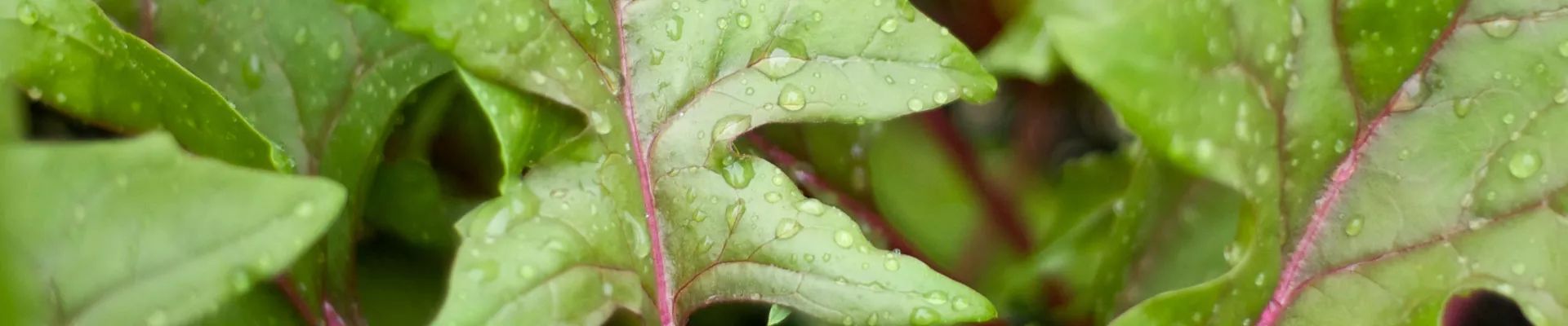 Spinach - Grow it yourself