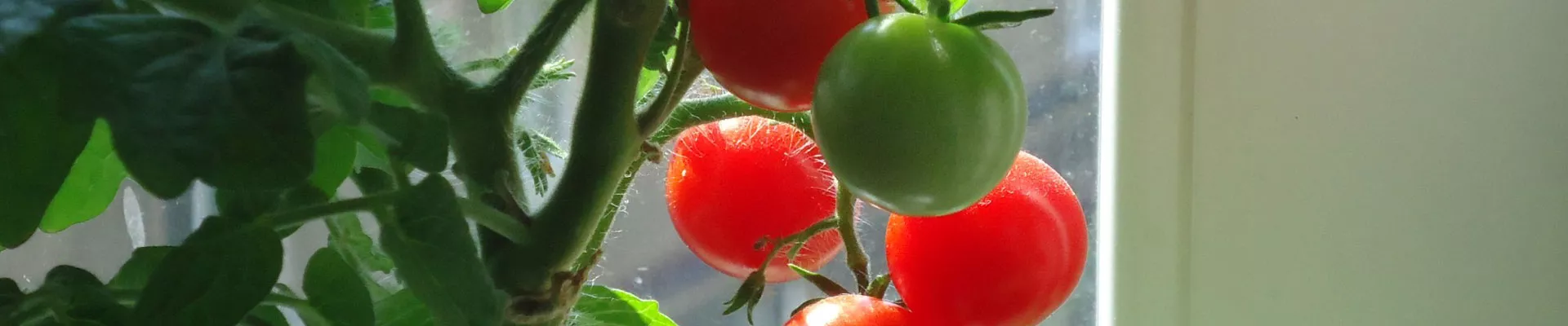 Tomatoes - Grow it yourself