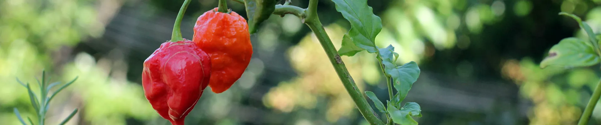 Grow it yourself: Ghost Pepper