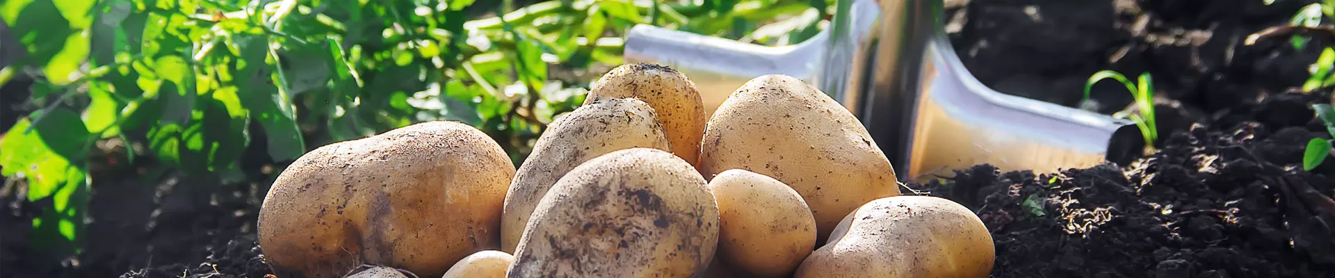 Grow it yourself: Potato