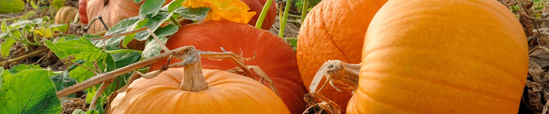 Grow it yourself: Pumpkin