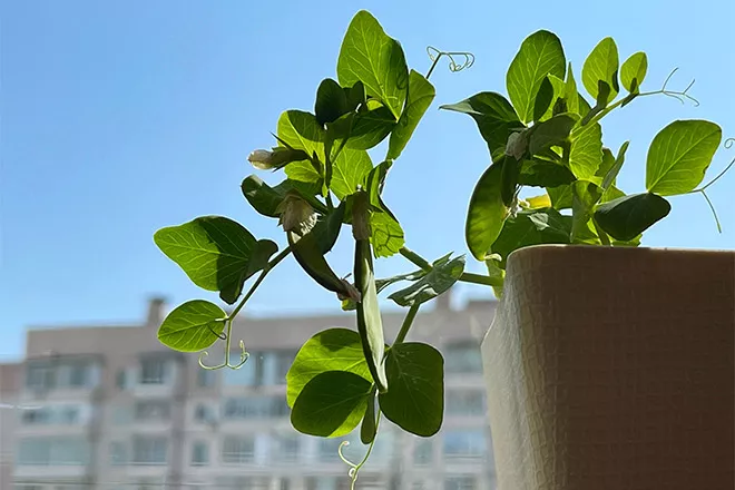 Grow it yourself: Peas