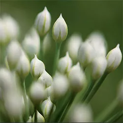 How to grow garlic chives