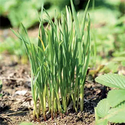 How to grow garlic chives