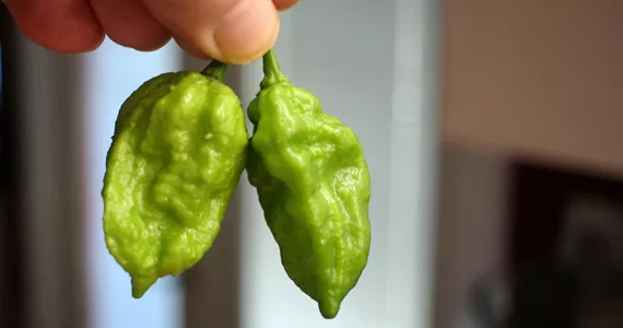 Grow it yourself: Ghost Pepper