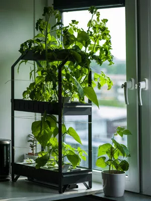 Hydroponics for beginners