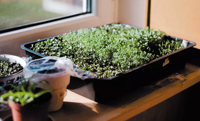 Hydroponics for beginners