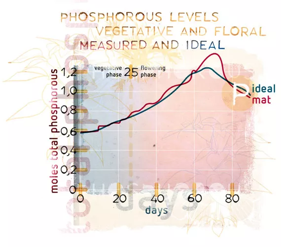 Phosphorus: A complicated story - Part 2