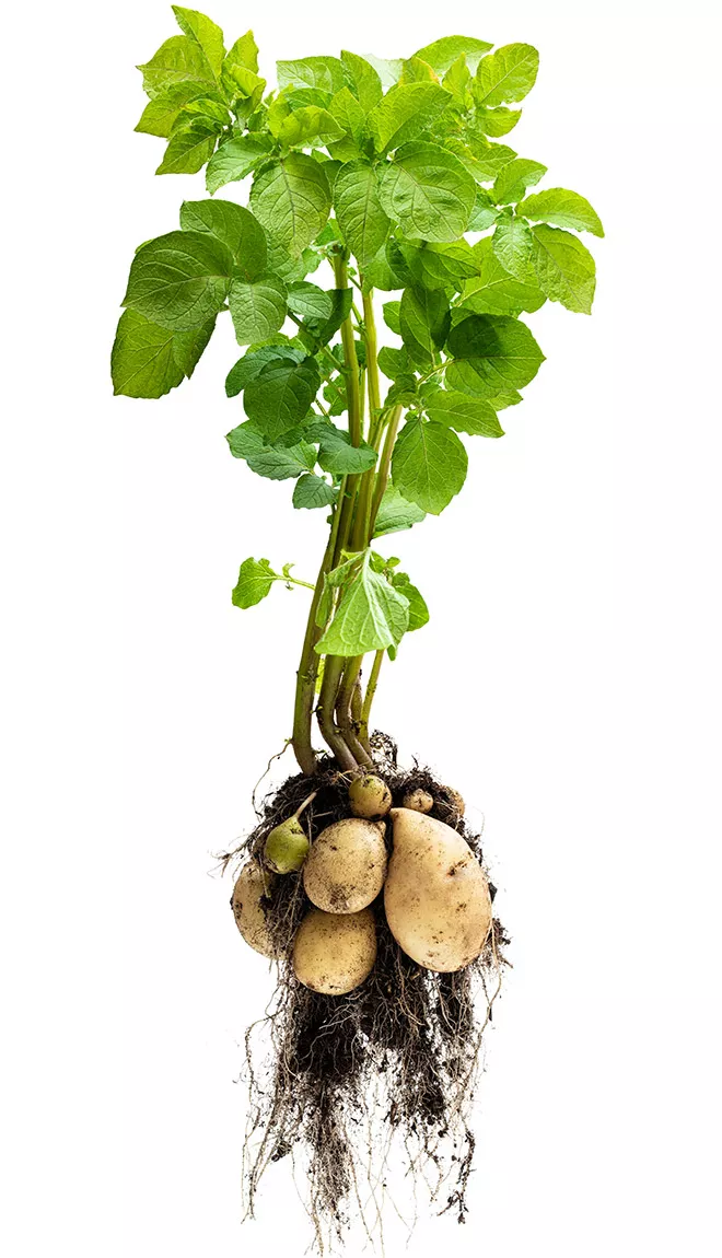 Grow it yourself: Potato