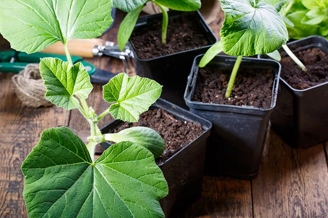 Grow it yourself: Pumpkin