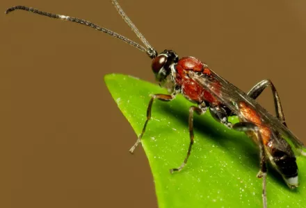 Parasitic wasps: Part 2 - Pests & Diseases