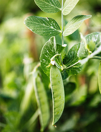 Grow it yourself: Peas