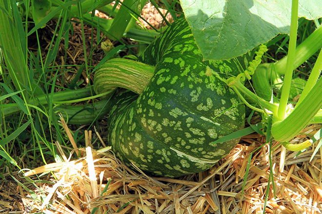 Grow it yourself: Pumpkin